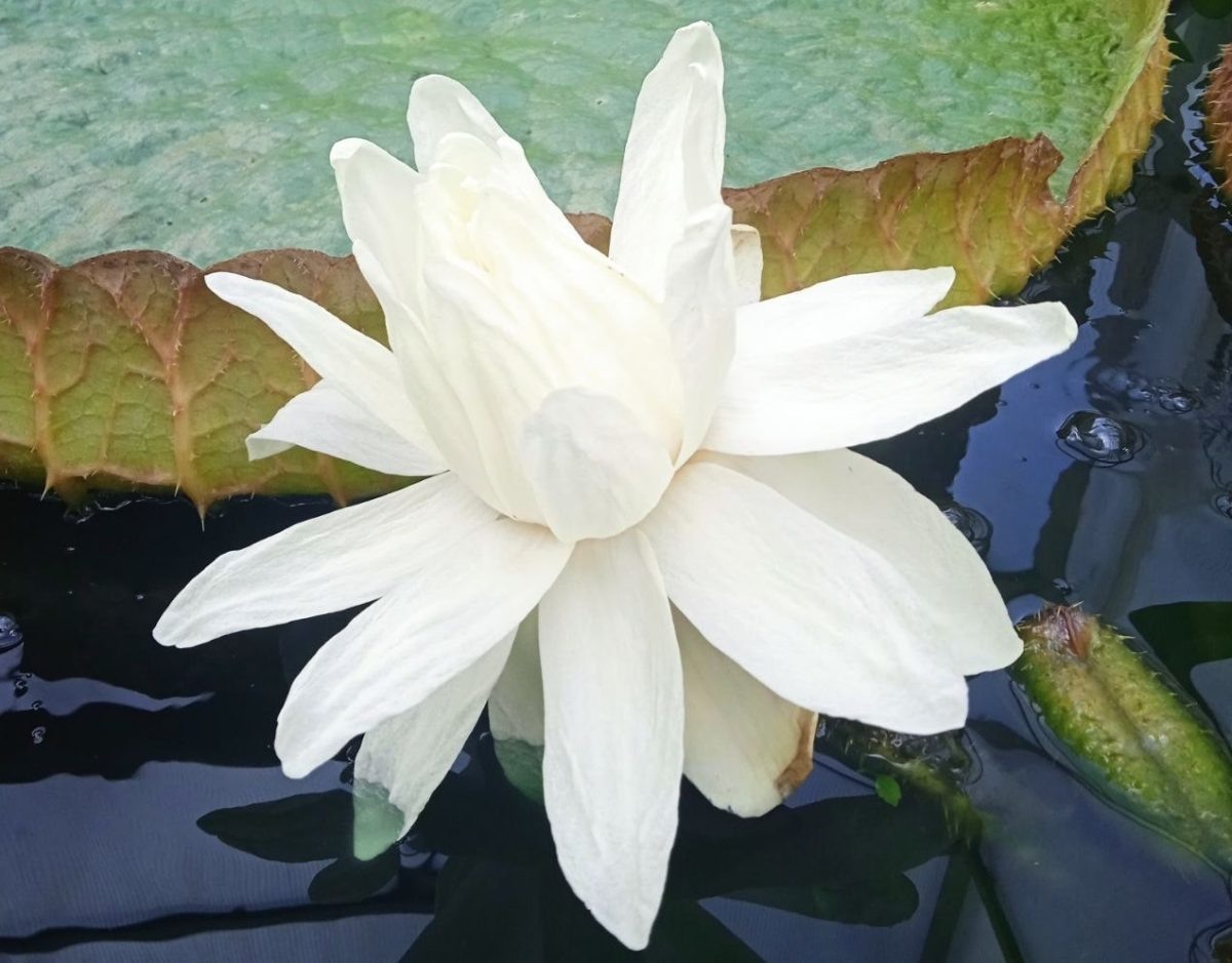    Кувшинка будет цвести всего сутки