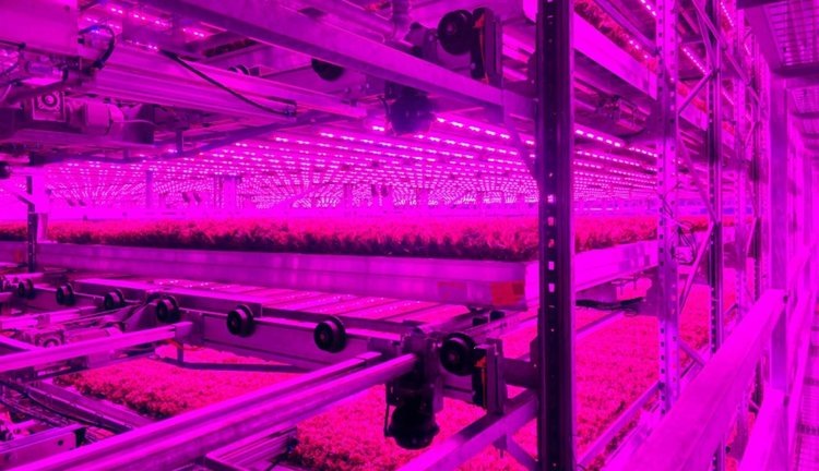    Фото: 80 Acres Farms