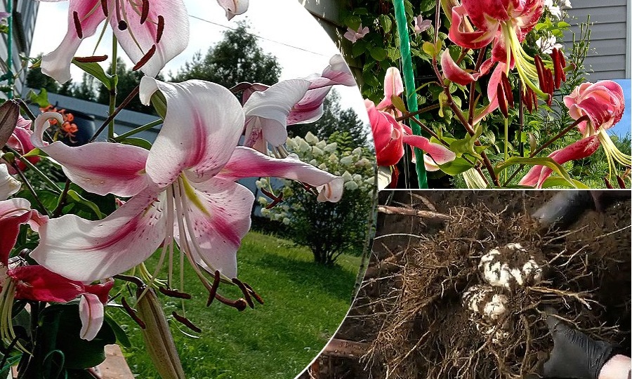 Пересадка лилий — 5 ключевых вопросов и ответов для успешного цветения