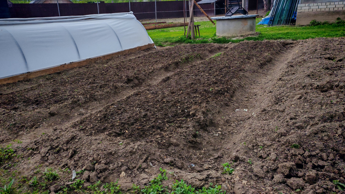 Результат использования бархатцев как сидерат за 2 сезона