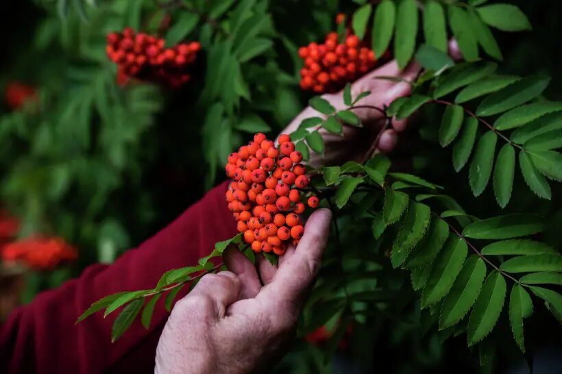  Всего насчитывается более 100 видов рябины, при этом около трети из них произрастает на территории России и сопредельных стран   © РИА Новости. Владимир Песня