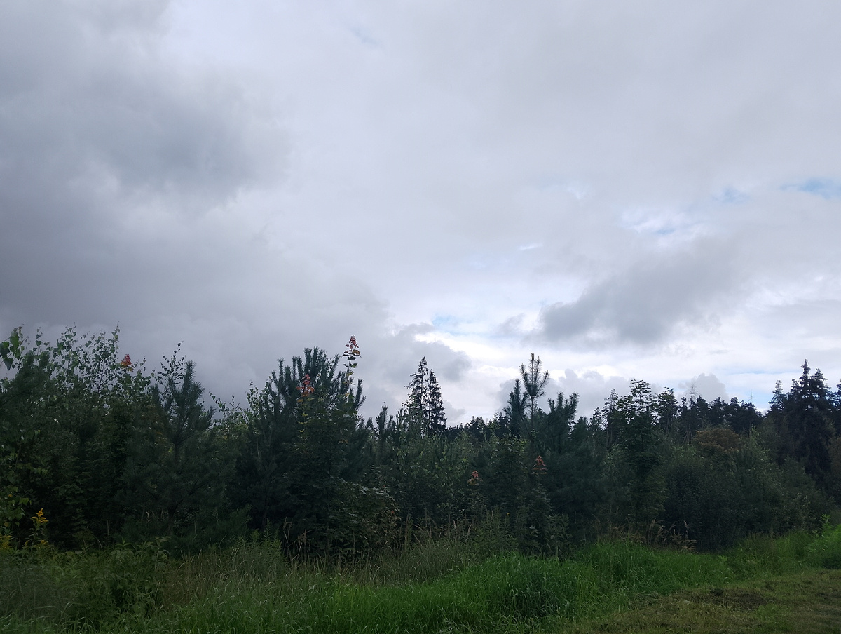 Серо и дождливо, 18.08.2025, фото автора