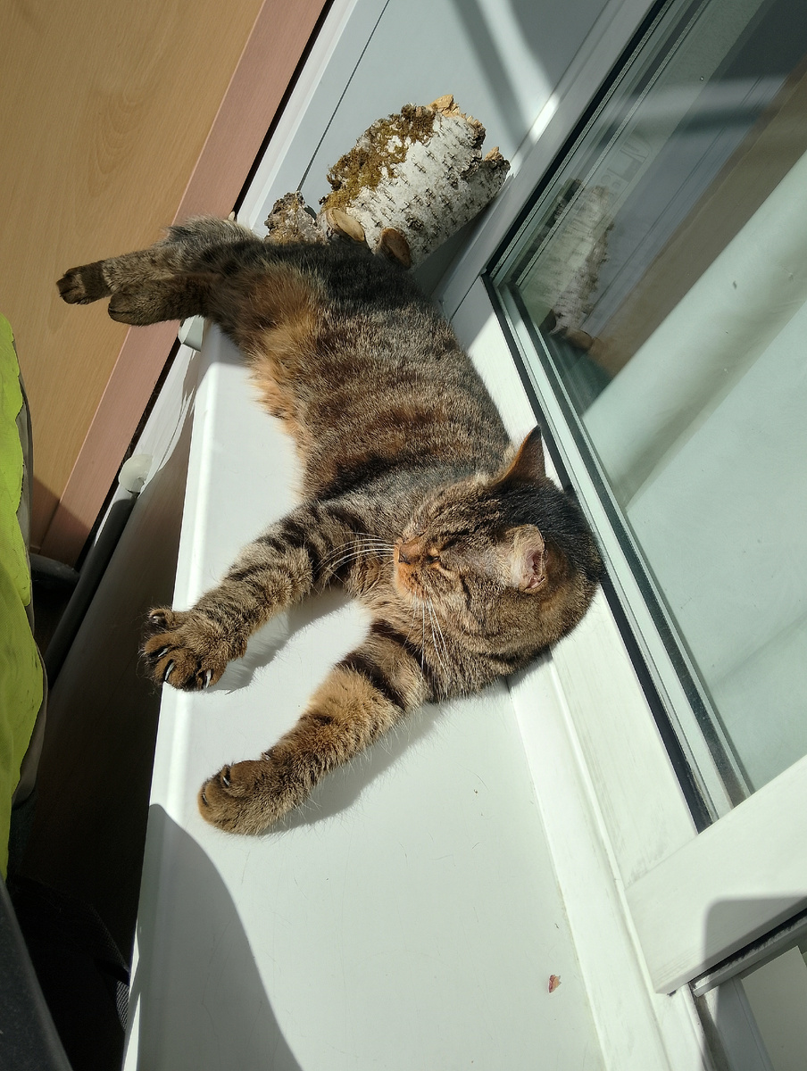 Котэ нежится на солнышке, фото автора