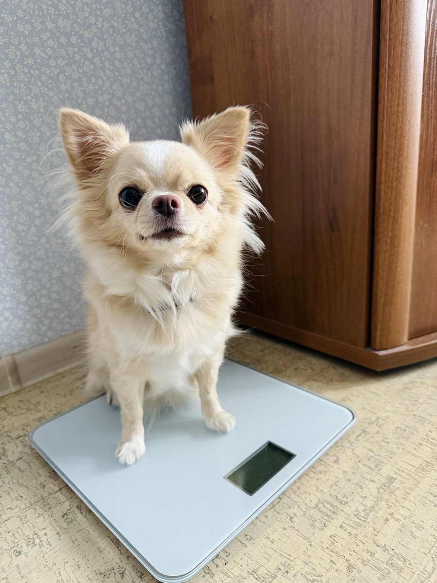 Пытаемся узнать вес чихуахуа на напольных весах