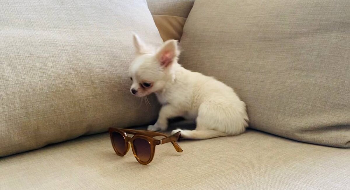 Вес щенка чихуахуа в три месяца совсем небольшой. А размер - ну понятно, какой он на фоне очков.