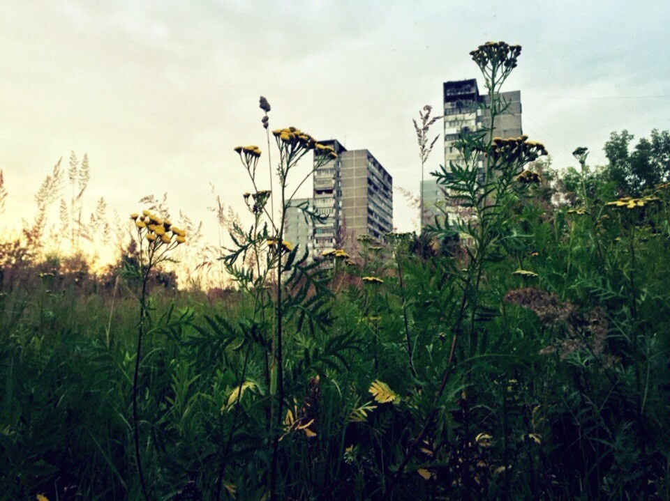 Лобня, жаркое лето 2017 года.