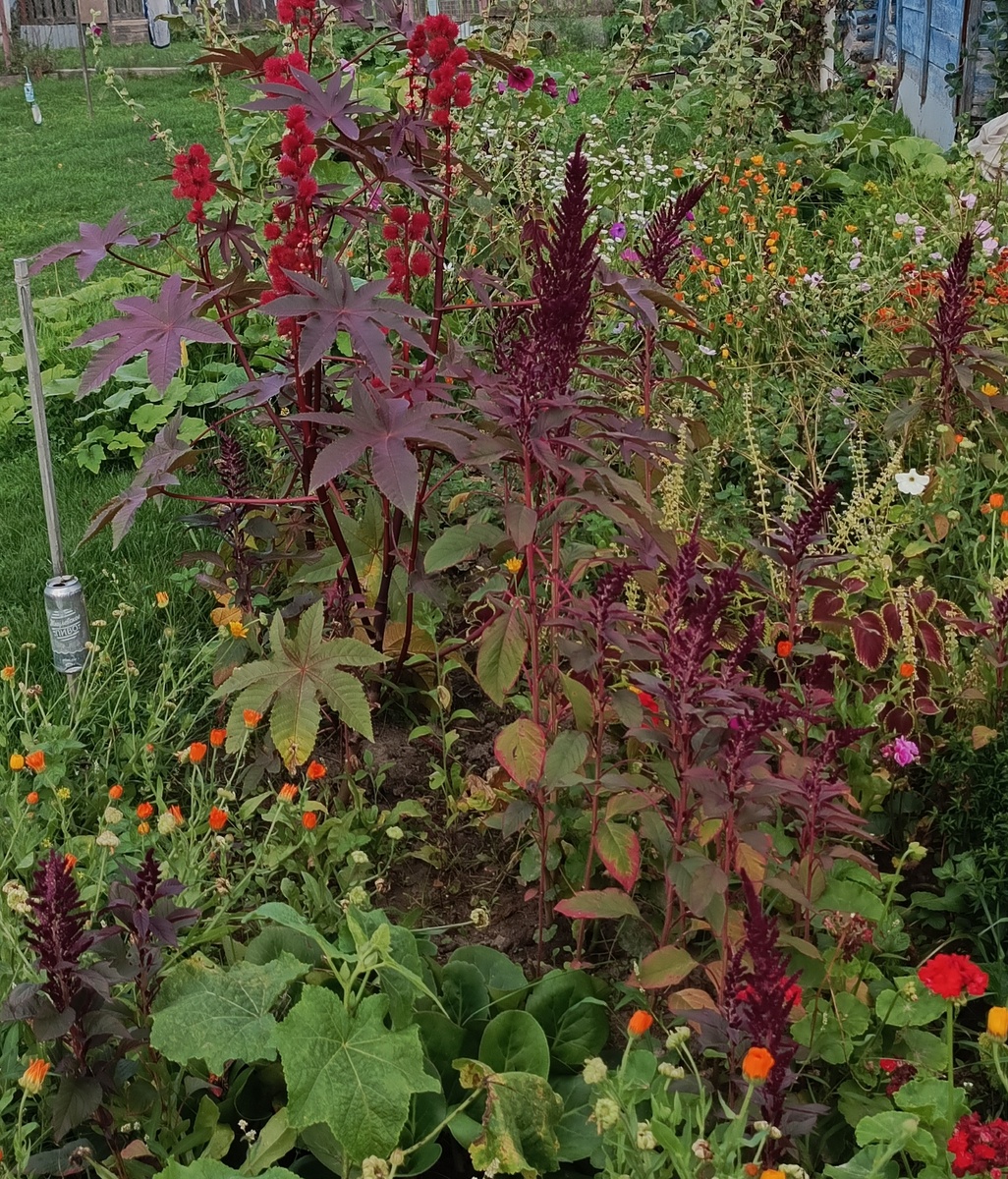 Так зарос мой цветник.