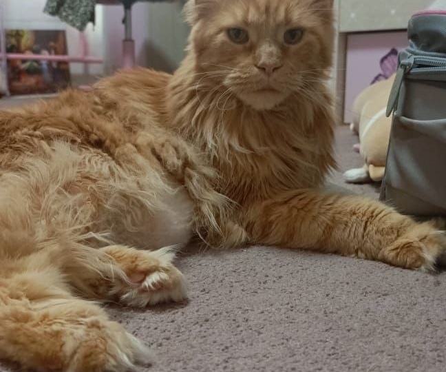 Год боли остался позади. Вот так теперь выглядит счастье кошки, выжившей без когтей.