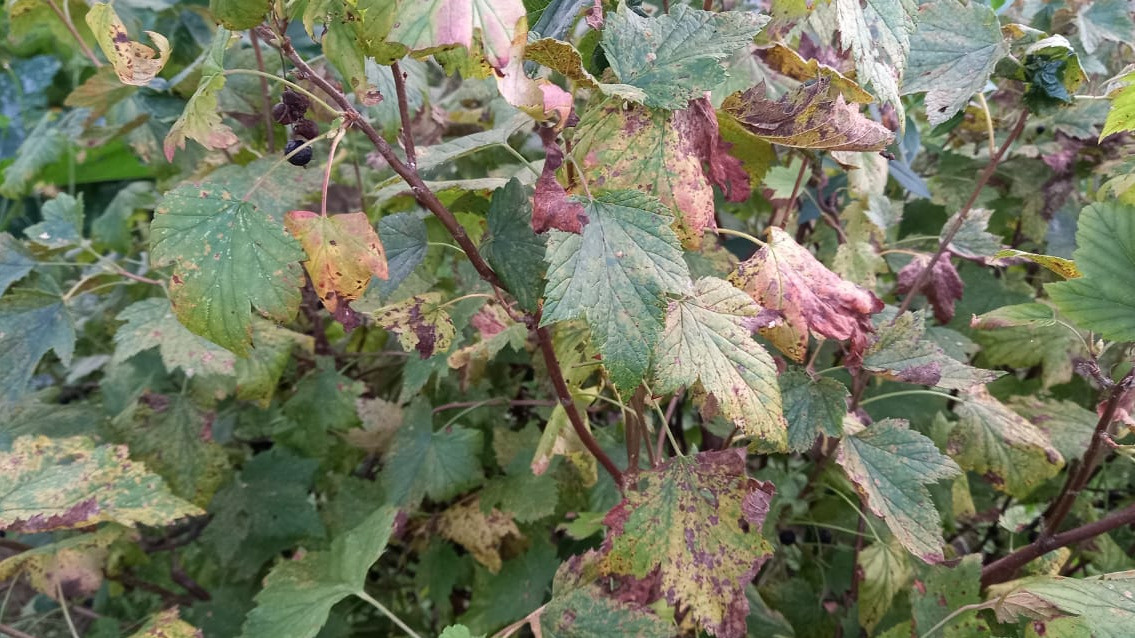  Результат неправильного ухода - жалкий урожай вместо ведер ягод