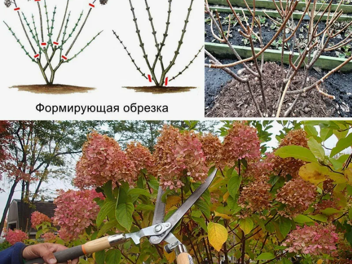 Уход за гортензиями в августе: правильная подкормка, обрезка и подготовка к зиме