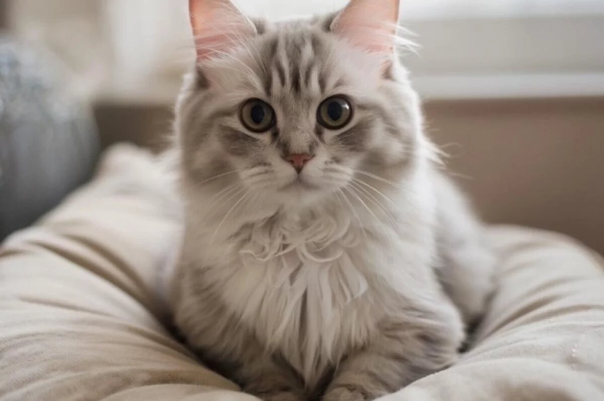    В Краснодаре около месяца бесследно исчезают домашние кошки