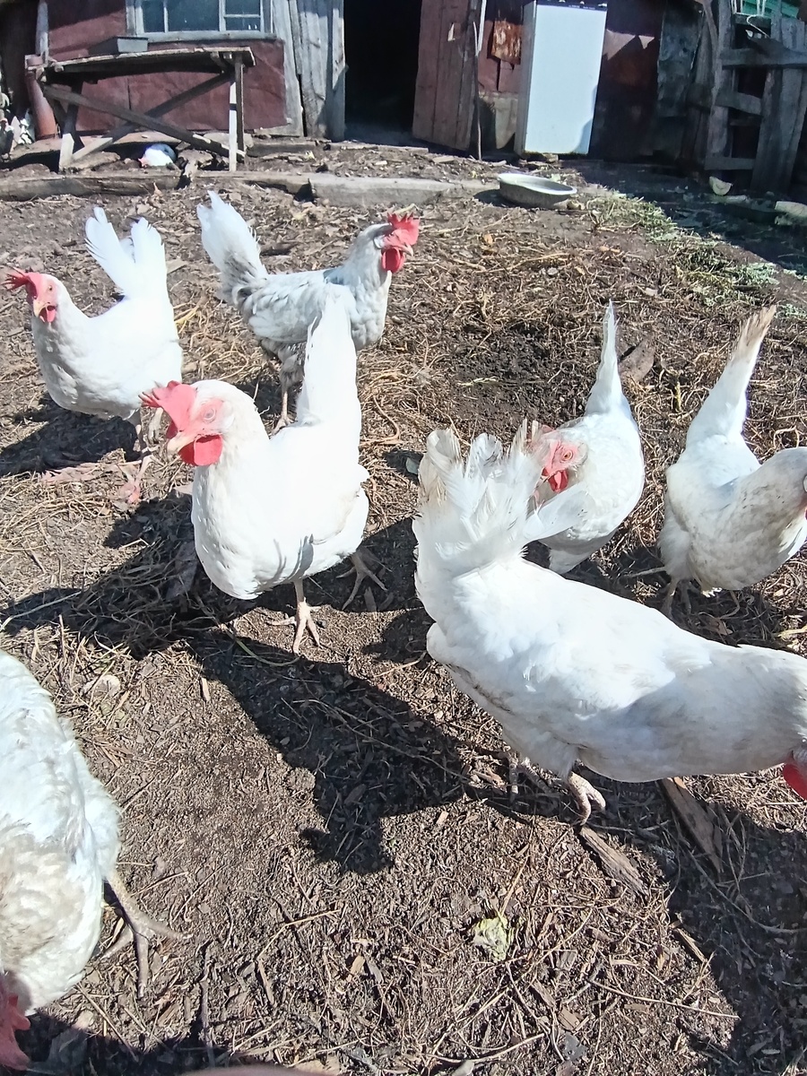 Выход из курятника для первого петуха и его курочек