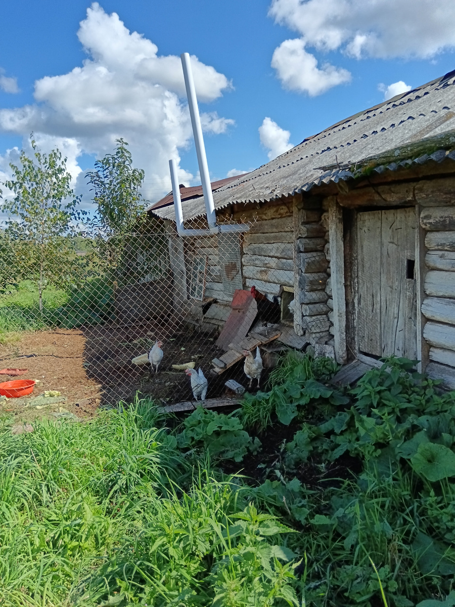 Выход из курятника для второго петуха и его курочек