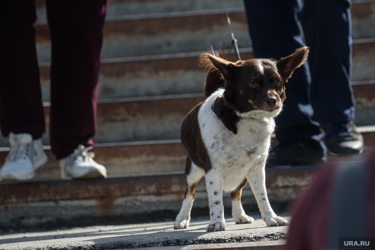 Трагедия произошла еще в середине лета (архивное фото). Фото: Илья Московец © URA.RU