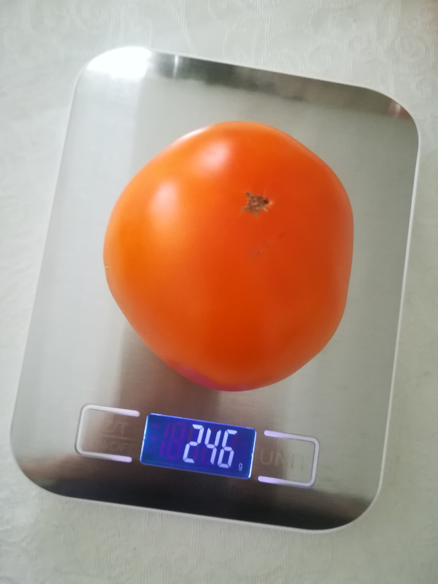 Томат "Апельсин"