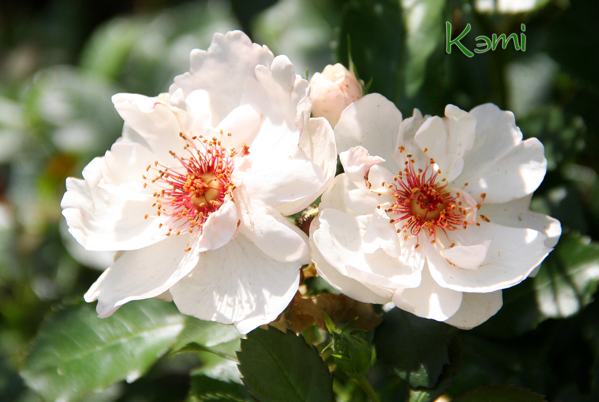 Роза Шраб Jacqueline du Pre.