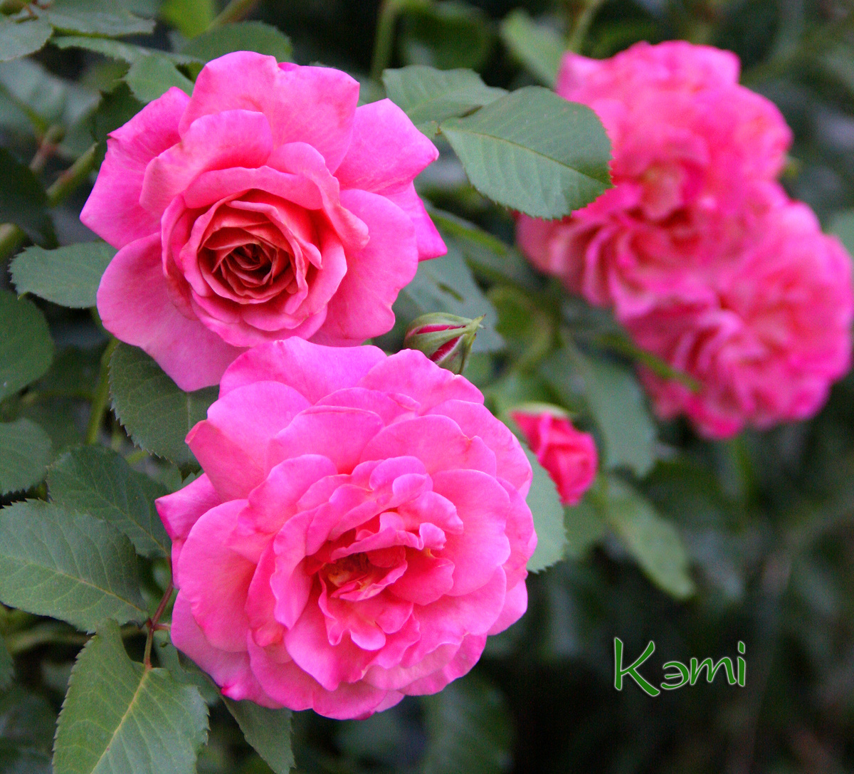 Роза Agnès Schilliger. Повторное цветение.