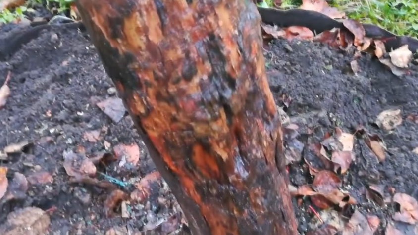 Последствия превышения концентрации железного купороса - кора покрывается темными пятнами