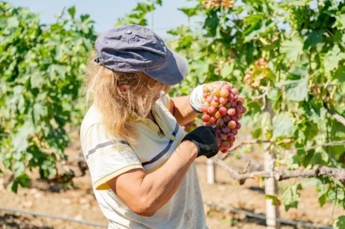    Глава Крыма рассказал о начале уборки винограда в республике