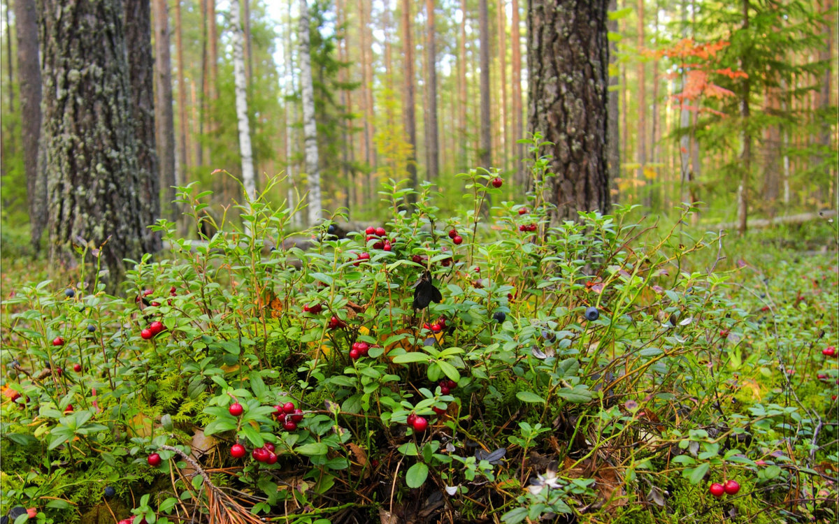 Источник https://peterburg.center/sites/default/files/u4069/0-les.jpg