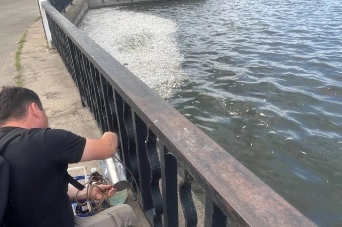    Поверхность у берега покрыта всплывшей кверху брюхом рыбой