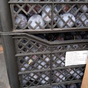 Фото: Уральское межрегиональное управление Россельхознадзора