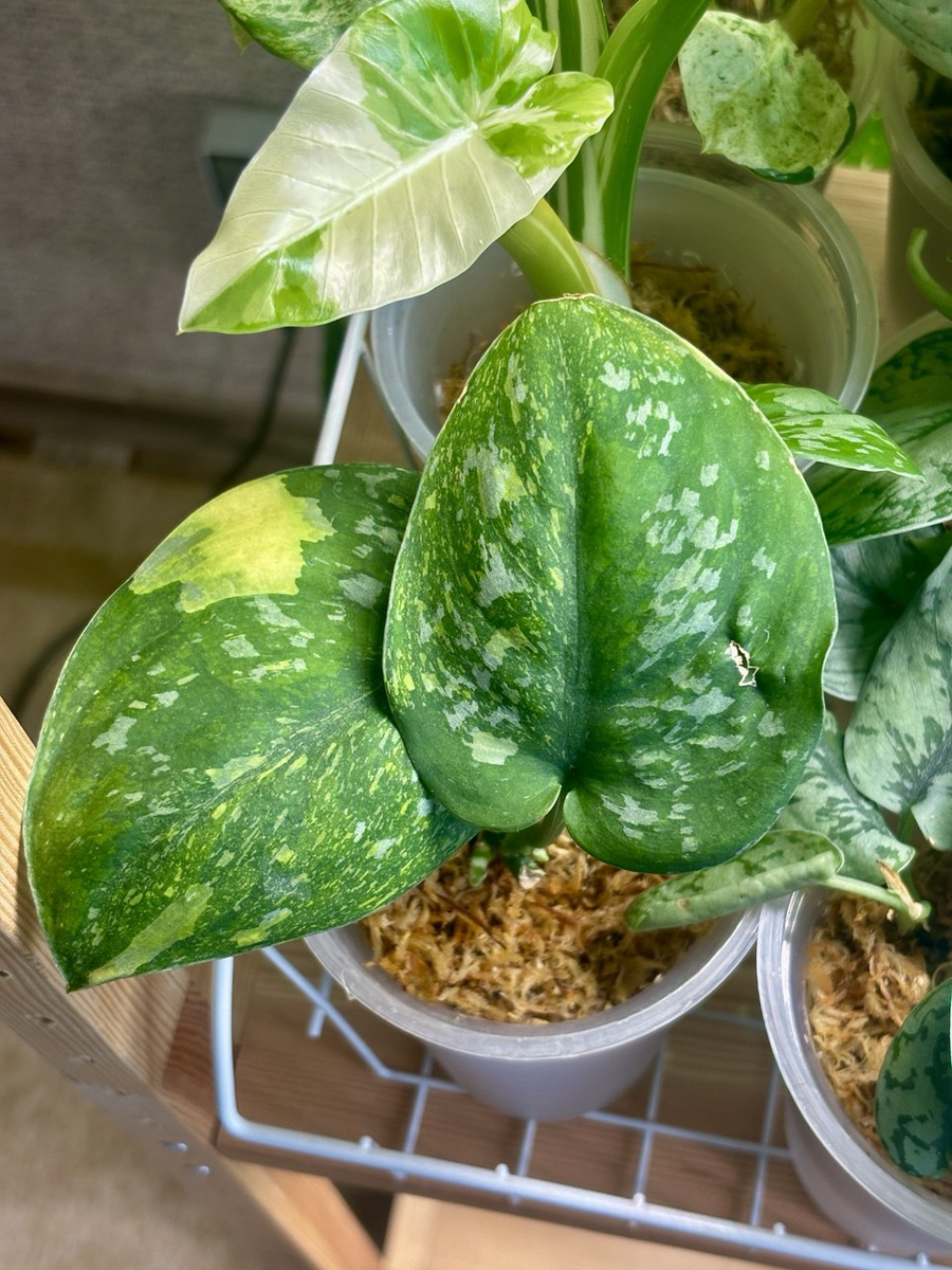 Два гордых малыша.