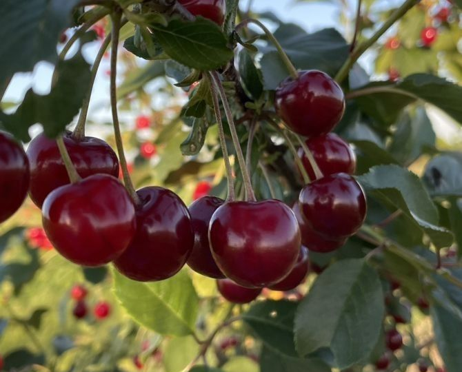 Удобрение для вишни в августе, чтобы в следующем году собрать ведро ягод с куста