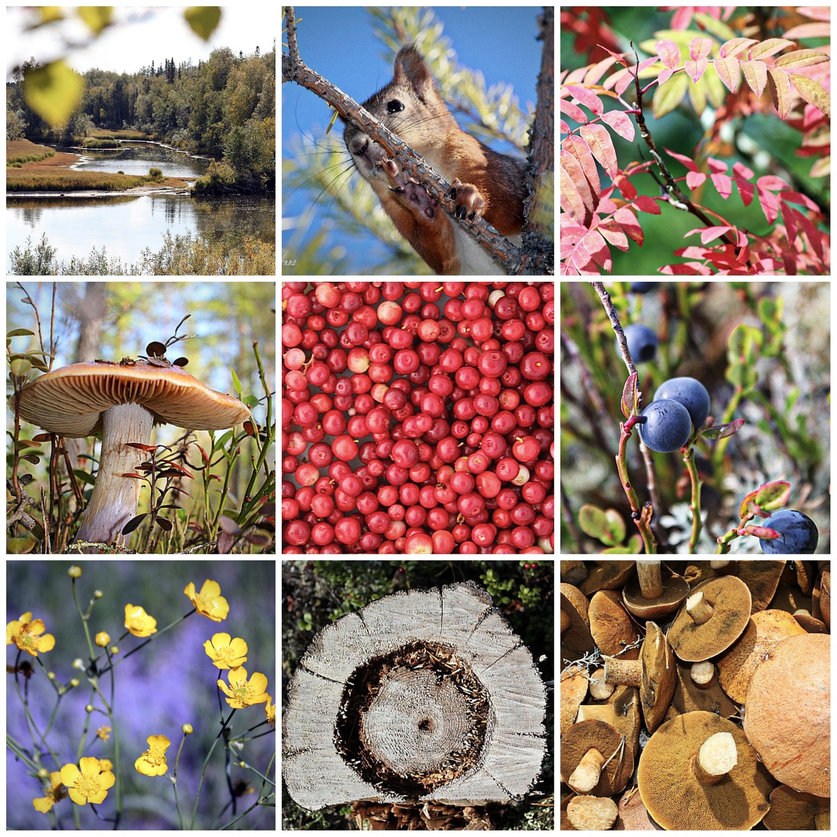 Коллаж из моих фото за 2011–2012 годы