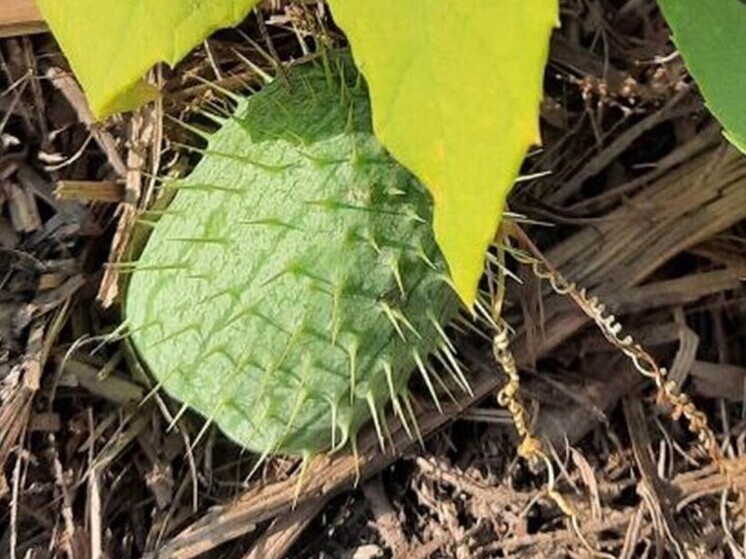     Фото: минприроды Калужской области