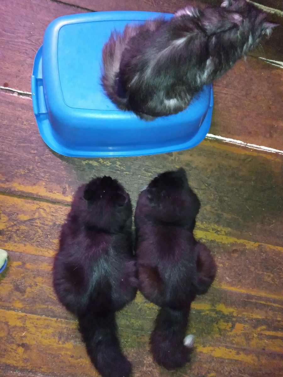 У каждого свои дела и заботы. Под тазом с миской еды Барсик. На тазе зловредная Киска давит Барсика сверху, чтобы не вылез, ей смешно. Перед тазом Бука и Пушок в ожидании того, что Киска слезет с таза, из-под таза вылезет Барсик, а в миске у него чудесным образом останется еда. Вот такая "многоходовочка".