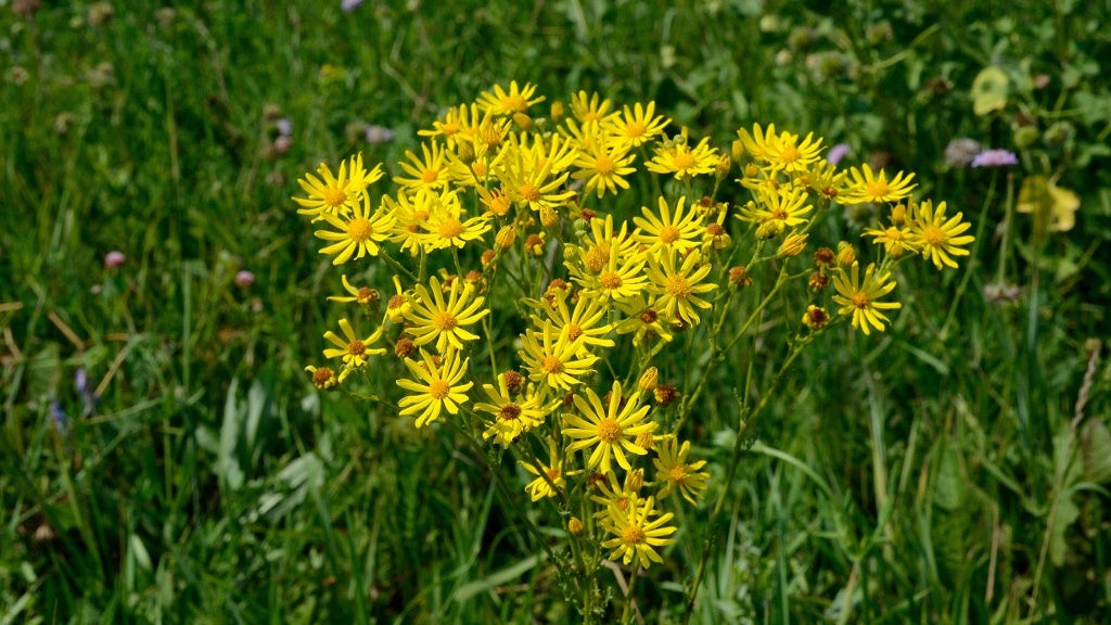 В 2005 году ботаники договорились называть крестовник Якобеей обыкновенной