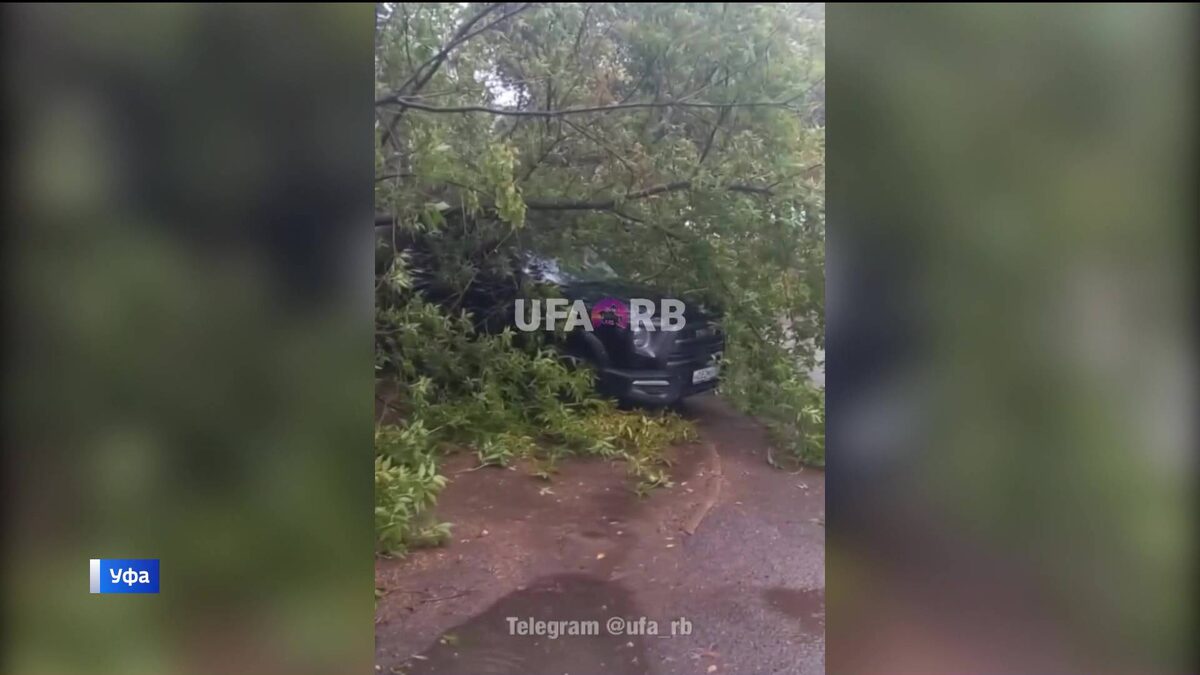    В Уфе на улице Вологодской дерево обрушилось на внедорожник
