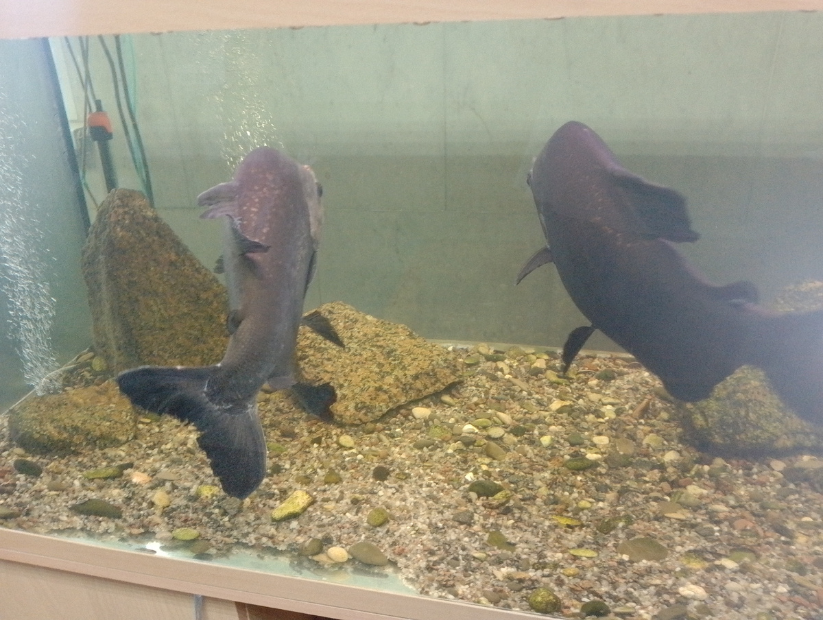 Рыбки в аквариуме в зале ожидания в здании ГАИ.