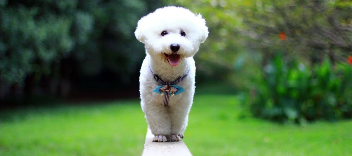 Это маленькое облачко ждет своего идеального имени.