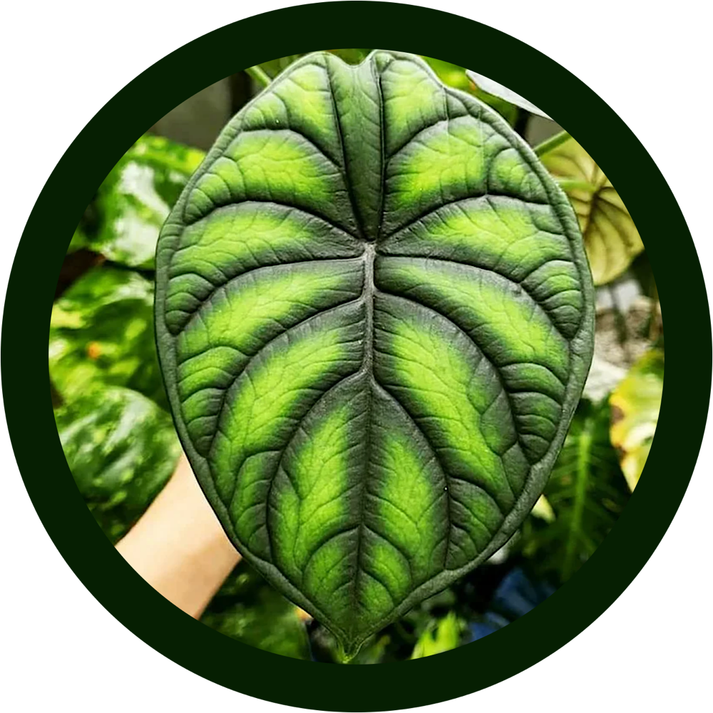 Фото из интернета 