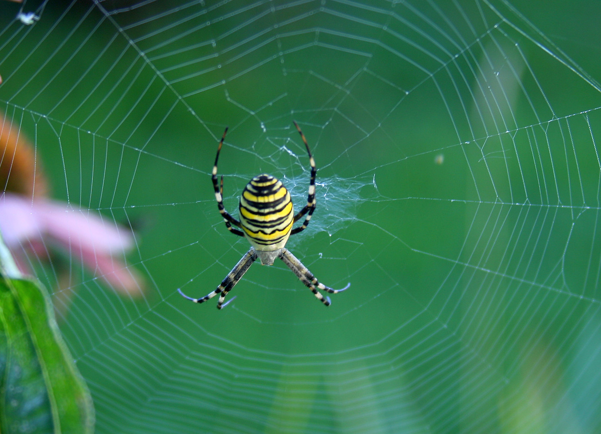 Фото: Tiraspolsky/Wikimedia Commons