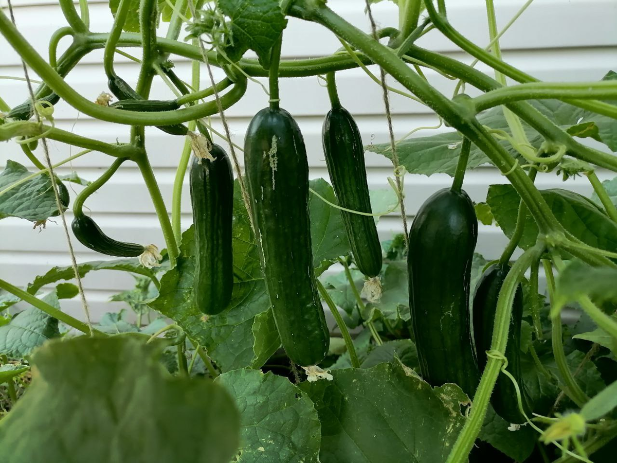 Огурец Месье Оливье, без шипов, фото автора