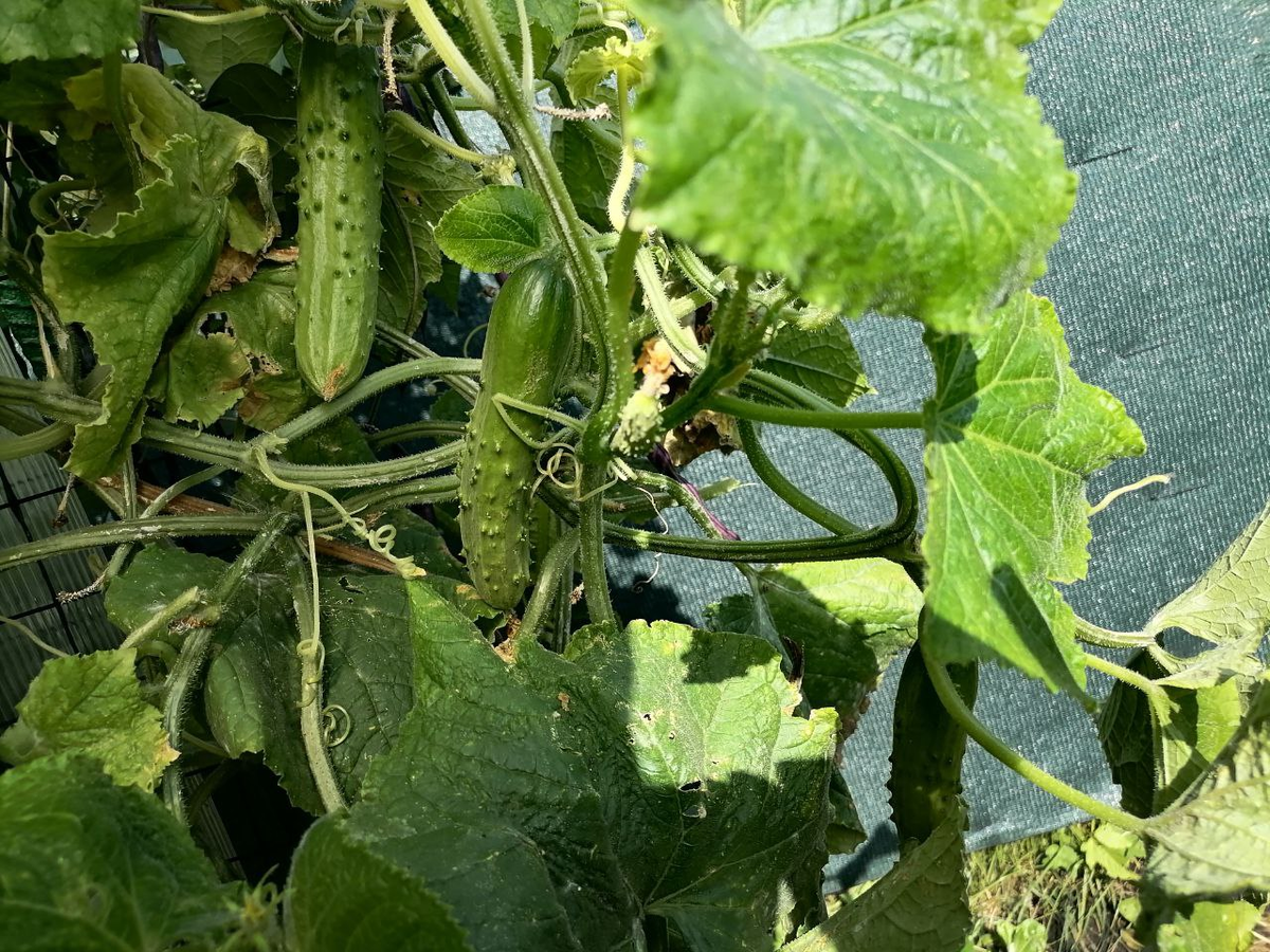 Огурцы Доминатор, фото автора