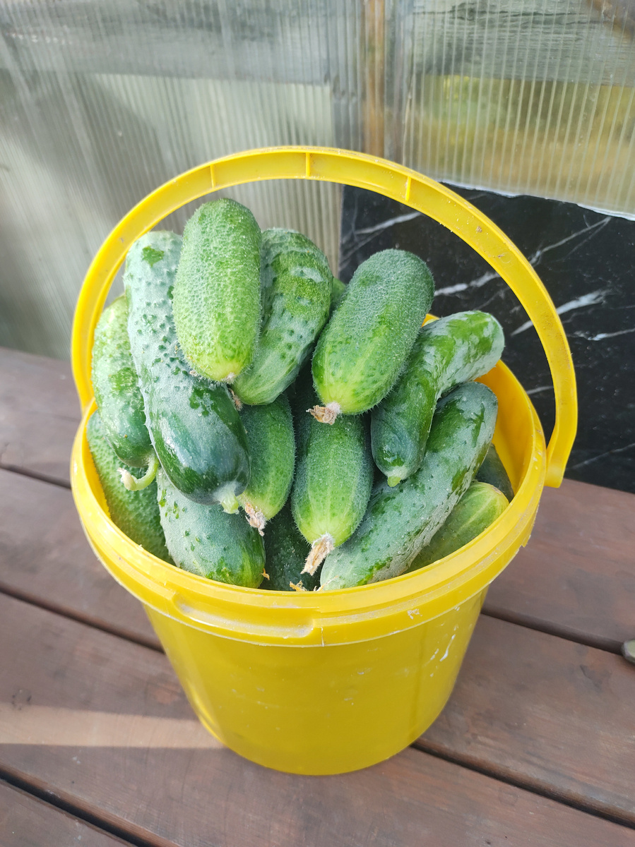 Это малая часть, два килограмма перевела на салат 