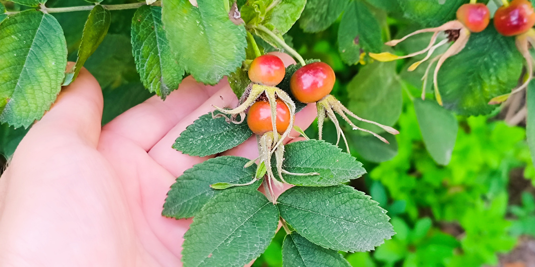 Зачем Финны в Тали Собирали Шиповник: Нашёл 6 Бабушкиных Рецептов, Спасавших Зимой (Часть 1)