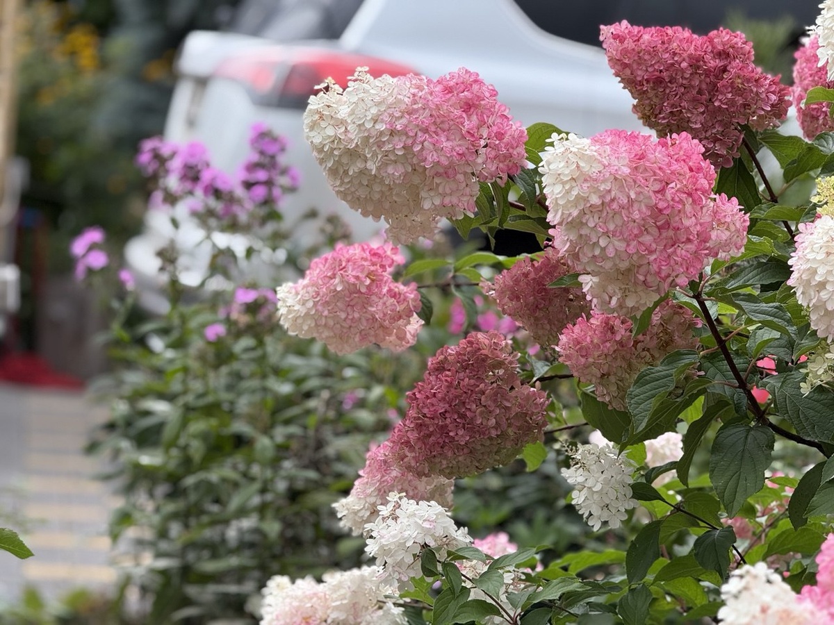 Гортензия метельчатая на переднем плане