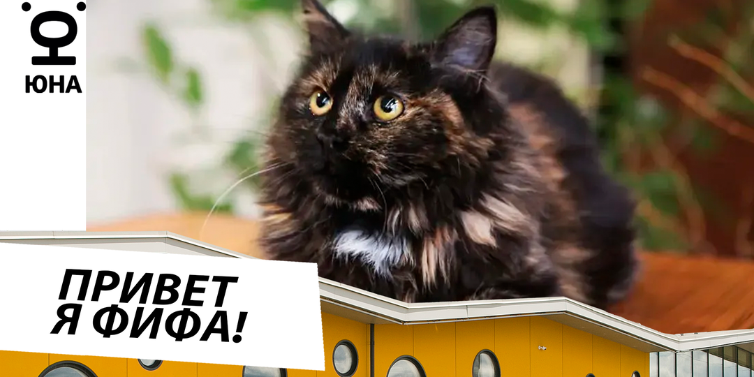Помощь кошке Фифе