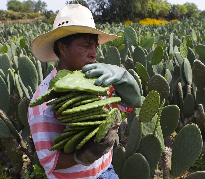 Родина кактуса.Мексика.