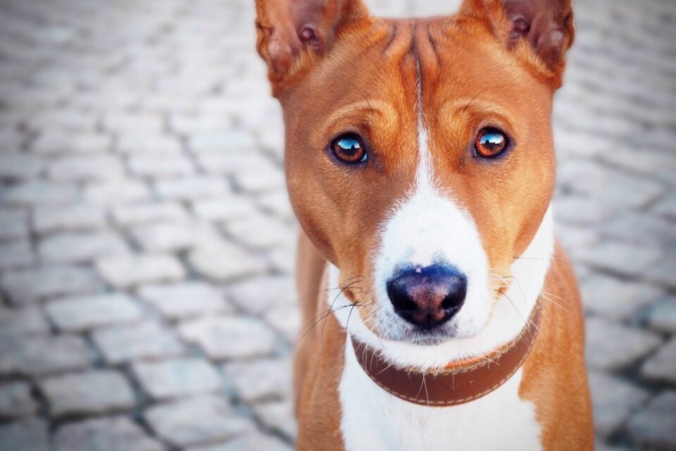 Загадочный взгляд басенджи: что скрывается за этим молчанием?