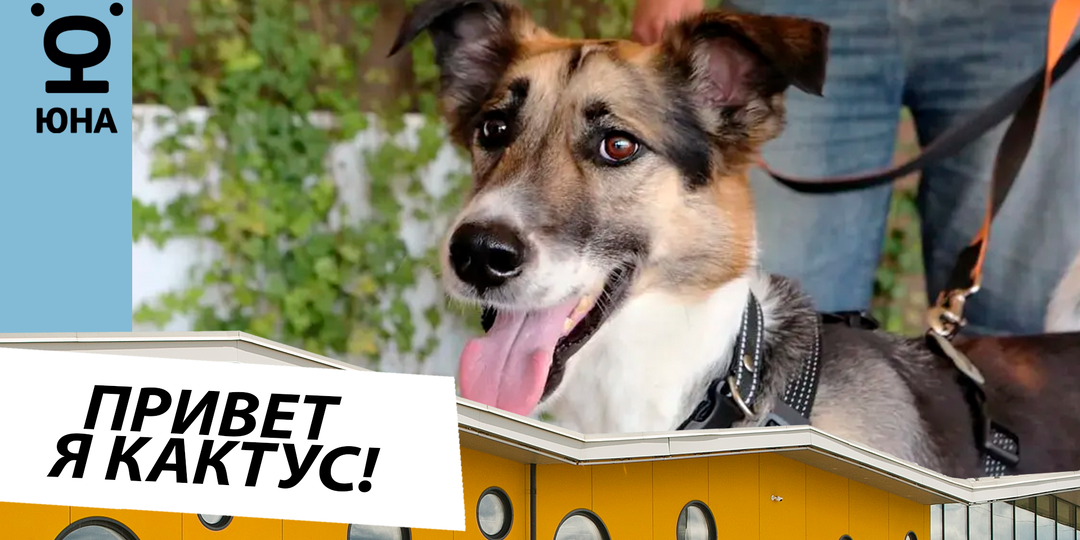 Помощь псу Кактусу