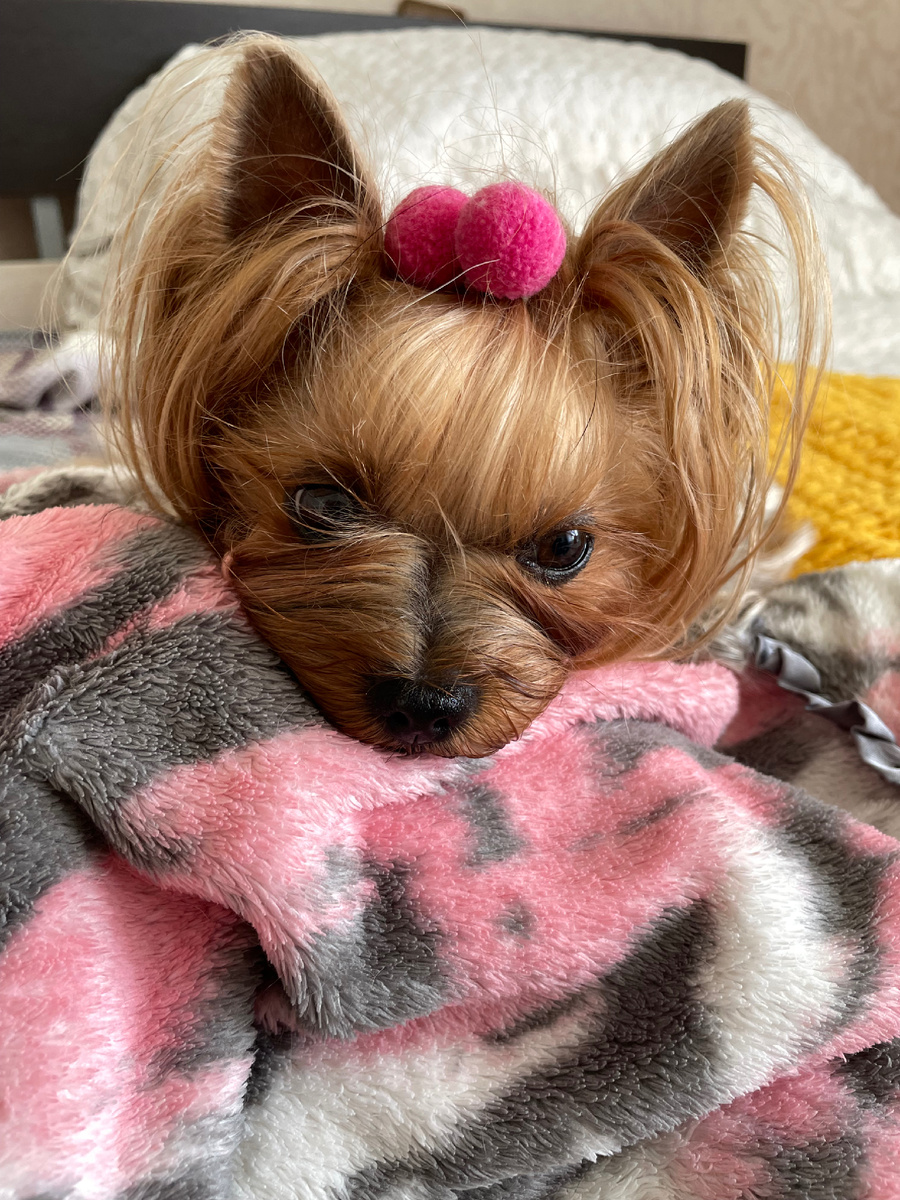 На прошлой неделе мы на себе испытали весь ужас от запуска фейерверков. Благодарю ангела хранителя Люсеньки , что все обошлось . 