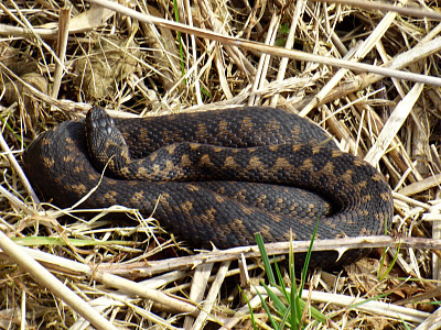 Что делать при укусе гадюки? Расскажем, как определить ядовитую змею, где ее можно встретить, насколько опасен укус и как правильно оказать первую помощь.