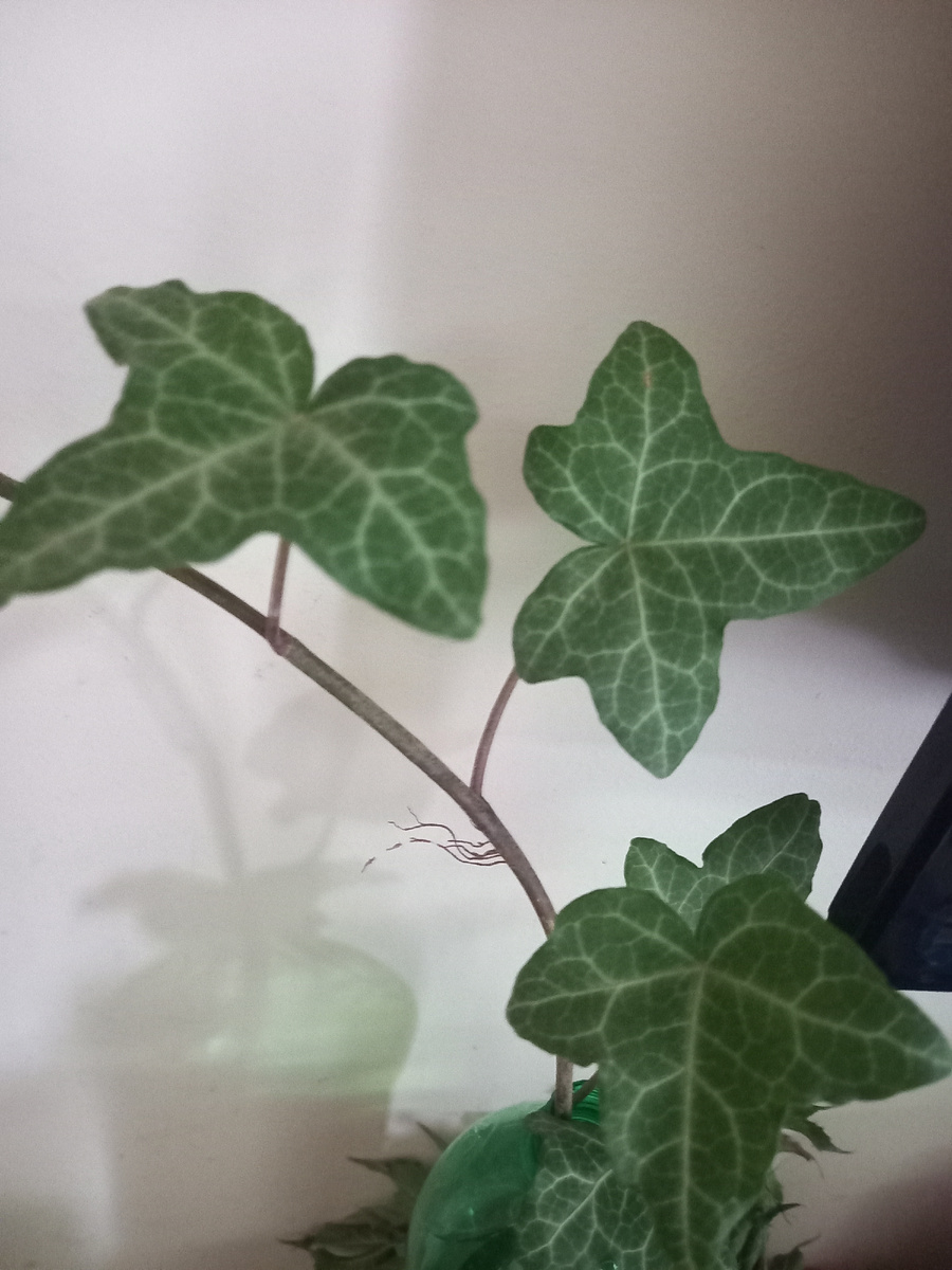 Плющ обыкновенный.