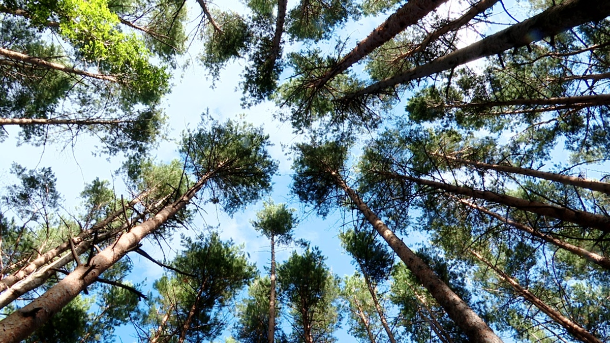 Что можно найти в парке: перья совы, редкие растения и следы древних людей 